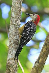 Jamaican Woodpecker